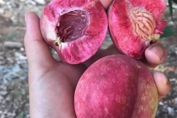 贵妃血桃品种的特点，其个头大且口感更好