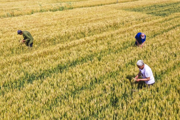 我国有哪些粮食主产区，辽宁省、山东省、湖南省等省区产出的粮食较多