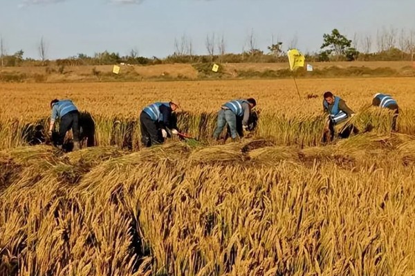 我国有哪些粮食主产区，辽宁省、山东省、湖南省等省区产出的粮食较多