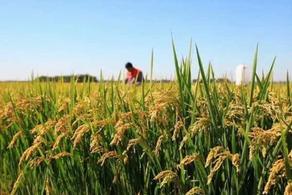 我国有哪些粮食主产区，辽宁省、山东省、湖南省等省区产出的粮食较多