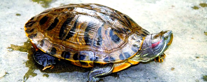 巴西龟比草龟聪明吗，巴西龟的智商更高