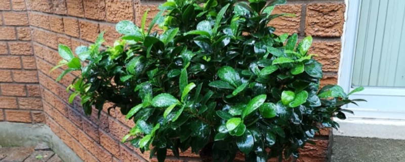 怎么养大叶榕树盆景，秋季可保持3-4天浇水一次