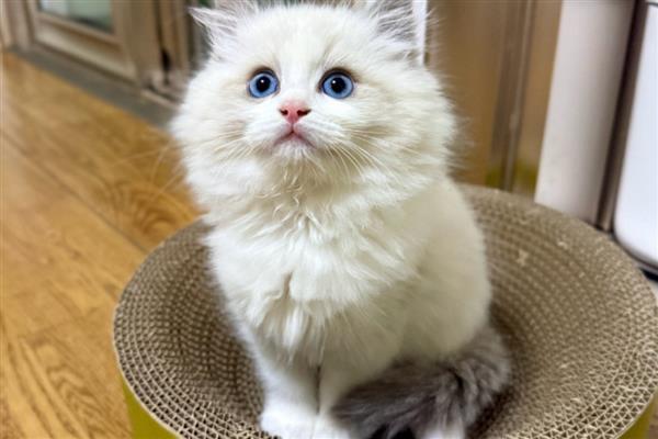 猫传腹过多长时间会死亡，不及时治疗只能存活2-3个月左右