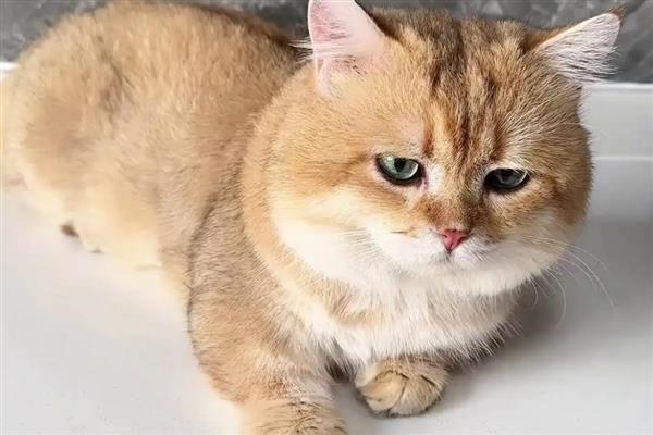 猫传腹过多长时间会死亡，不及时治疗只能存活2-3个月左右