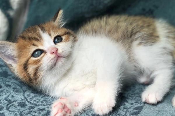 猫传腹过多长时间会死亡，不及时治疗只能存活2-3个月左右