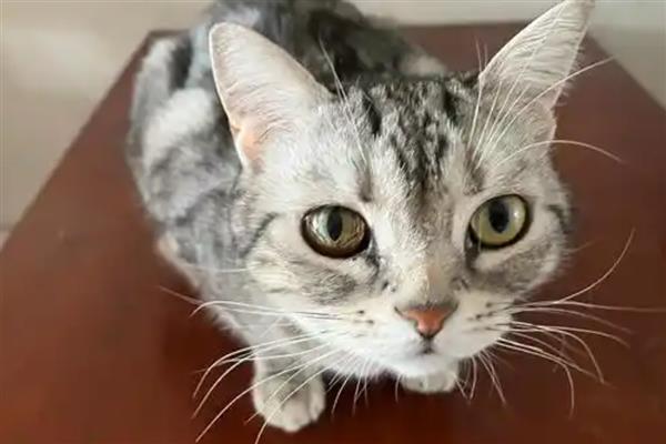 猫传腹过多长时间会死亡，不及时治疗只能存活2-3个月左右