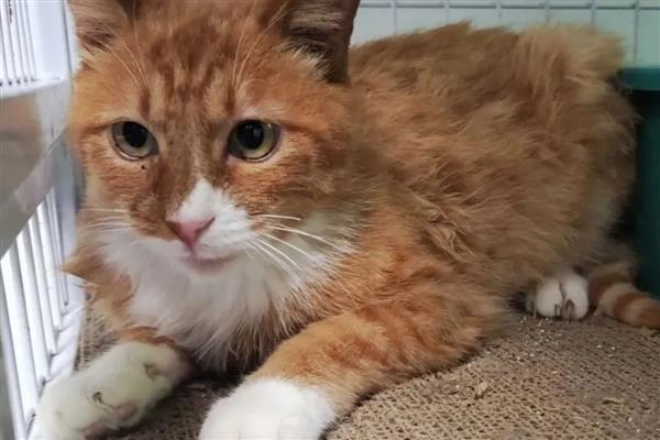 猫传腹过多长时间会死亡，不及时治疗只能存活2-3个月左右