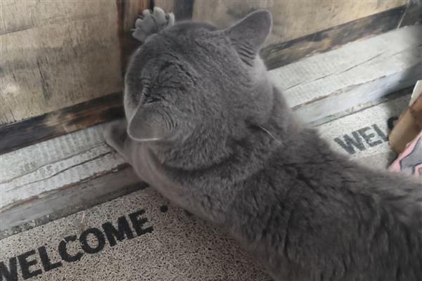 猫传腹过多长时间会死亡，不及时治疗只能存活2-3个月左右