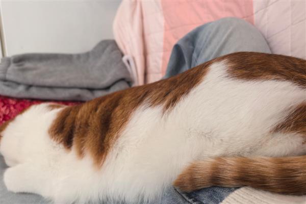 猫传腹过多长时间会死亡，不及时治疗只能存活2-3个月左右