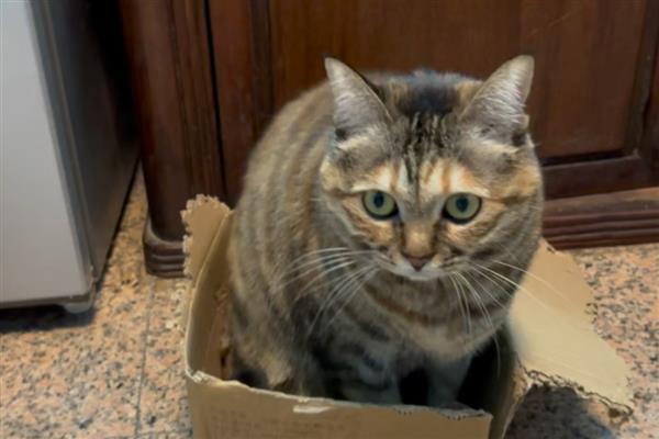 猫传腹过多长时间会死亡，不及时治疗只能存活2-3个月左右