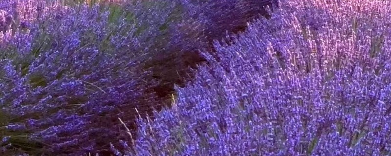 普罗旺斯薰衣草的花语，寓意等待爱情、心心相印等