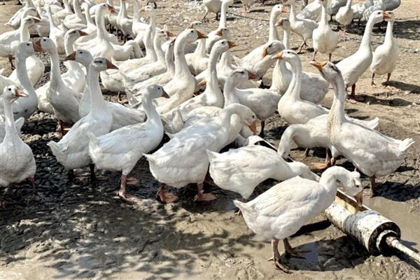 鹅踩背后多久下蛋，受到光照、营养水平等影响