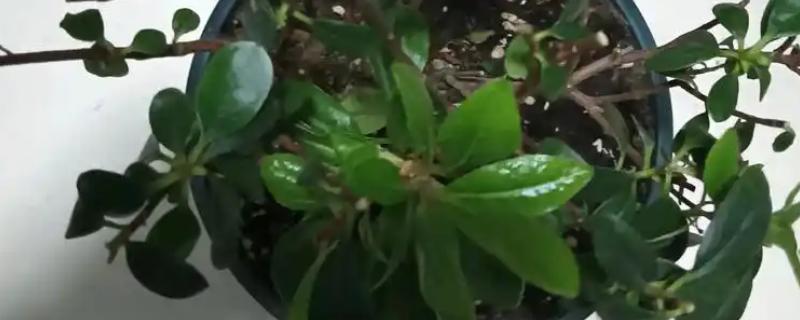 杜鹃花的修剪时间，花蕾期、开花后等时期均可修剪