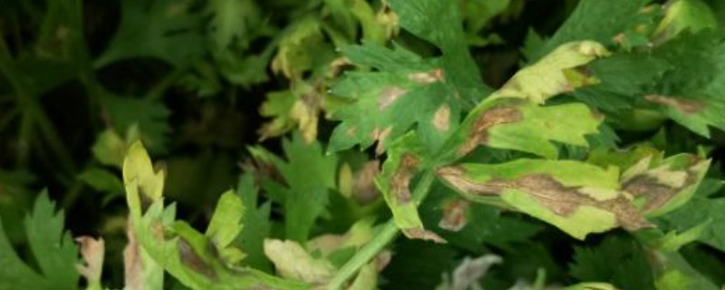 芹菜叶上长斑是哪种病，可能是感染了芹菜叶斑病