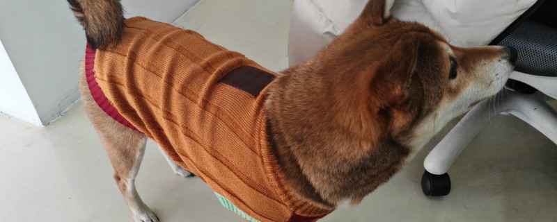 狗狗穿衣服好不好，有好处也有坏处