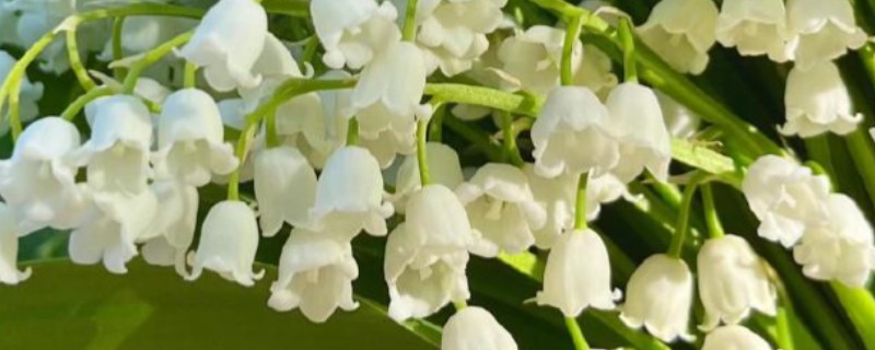 铃兰花的寓意，寓意纯洁、幸福等