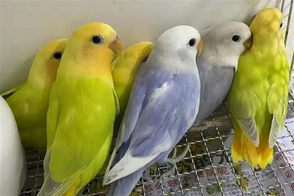 牡丹鹦鹉在阳台上是否怕晒，长时间暴晒会导致它们脱水