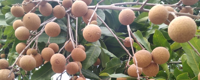 桂圆的产地，产自我国南方地区