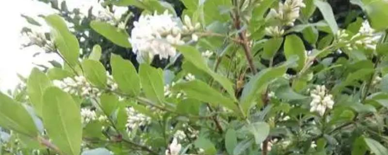 白蜡树在几月开花，一般在3-5月开花