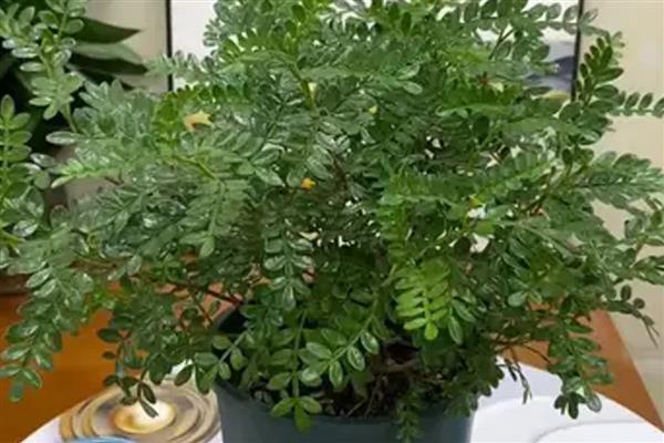 清香木的养殖方法,春秋季节每隔3-5天浇一次水