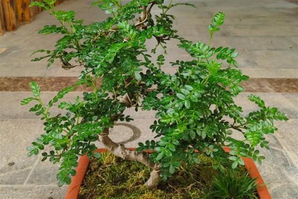 清香木的养殖方法,春秋季节每隔3-5天浇一次水
