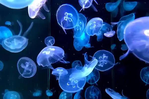 海月水母的食物,喜欢吃浮游生物