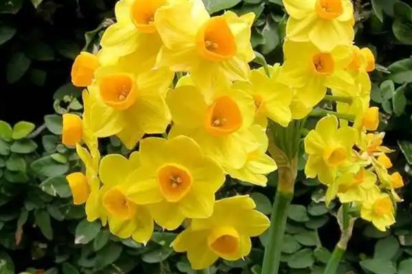 水仙花适合哪种花盆,适合用陶盆