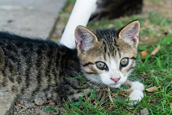 猫咪挑食怎么处理,先要找出猫咪挑食的原因再对症治疗