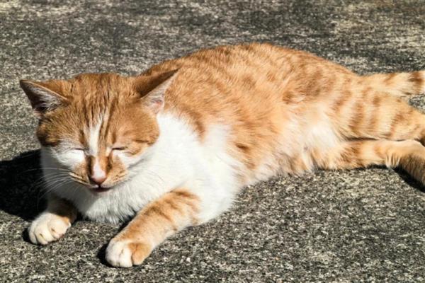 猫咪挑食怎么处理,先要找出猫咪挑食的原因再对症治疗