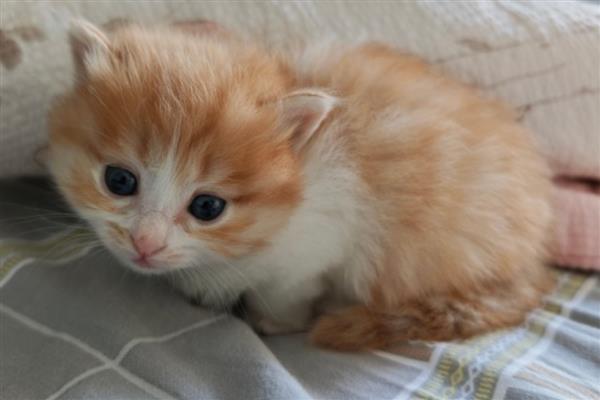 猫咪挑食怎么处理,先要找出猫咪挑食的原因再对症治疗