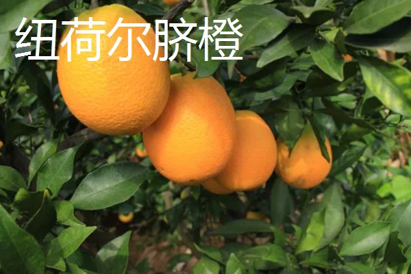 橙子的品种有哪些，有纽荷尔脐橙、红肉脐橙等
