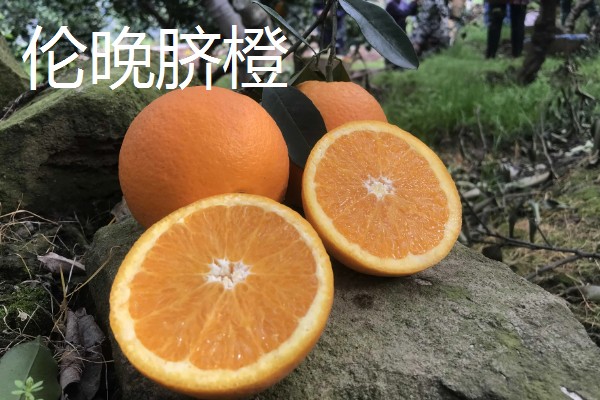 橙子的品种有哪些，有纽荷尔脐橙、红肉脐橙等