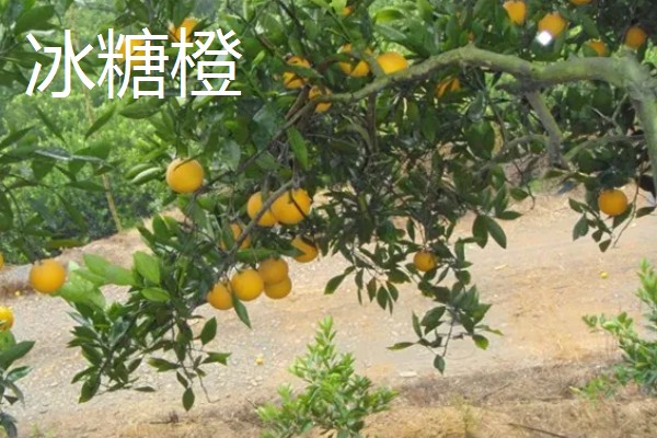 橙子的品种有哪些，有纽荷尔脐橙、红肉脐橙等