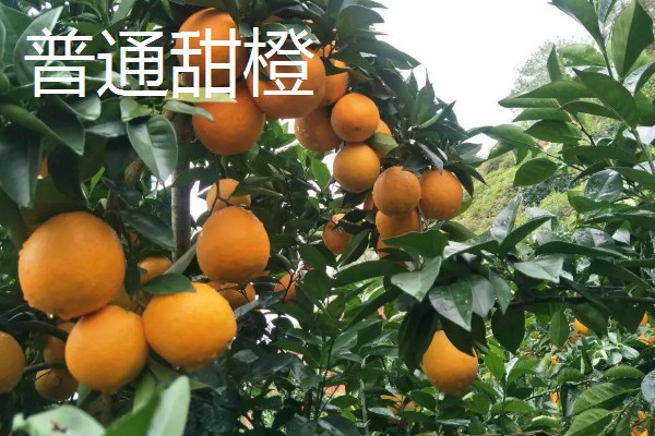 橙子的品种有哪些，有纽荷尔脐橙、红肉脐橙等