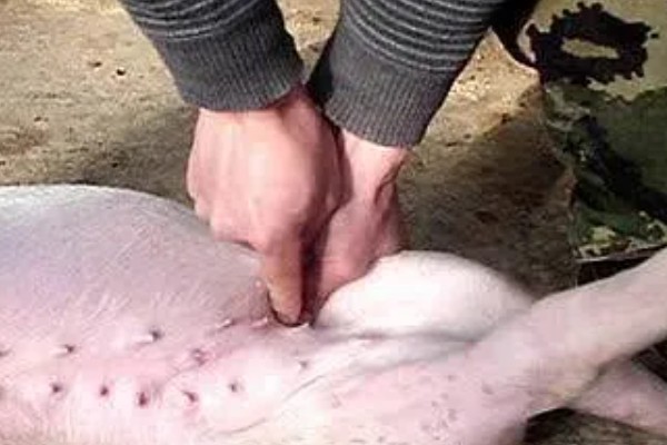 700斤的公猪能不能阉，不可阉