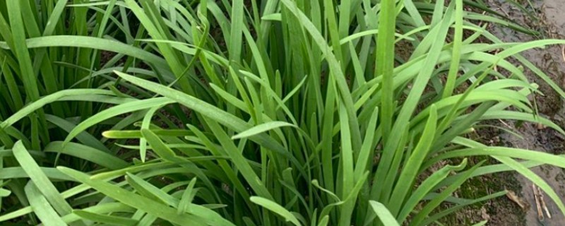 韭菜用不用控旺，韭菜需要控旺