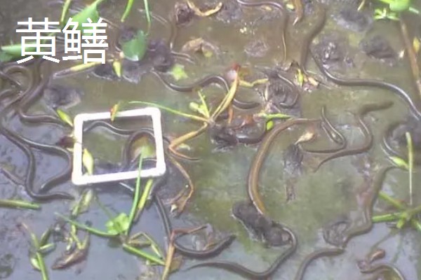 蛇怕不怕雄黄,蛇比较害怕雄黄