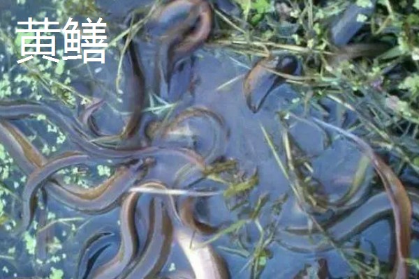 蛇怕不怕雄黄,蛇比较害怕雄黄