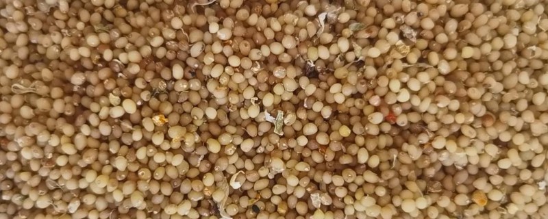 重楼种子的催芽方法，在每年秋季播种