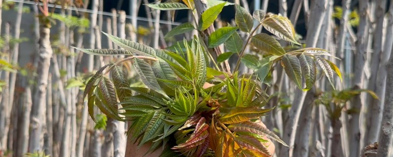 香椿大棚的种植技术，土地一定要施足底肥