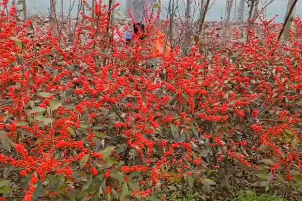 北美冬青是什么，学名叫做轮生冬青