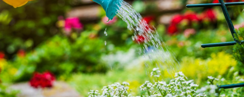 哪种药可以浇花，可以用阿司匹林