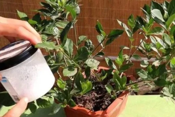 枙子花叶子黄了怎么处理,需正确浇水并合理施肥