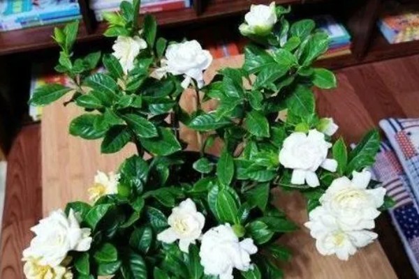 枙子花叶子黄了怎么处理,需正确浇水并合理施肥