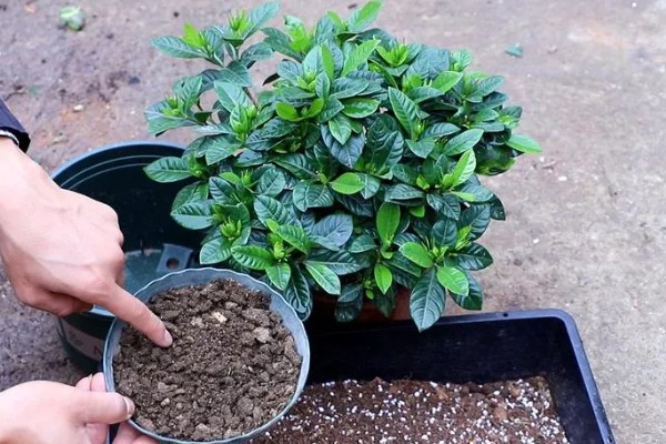 枙子花叶子黄了怎么处理,需正确浇水并合理施肥