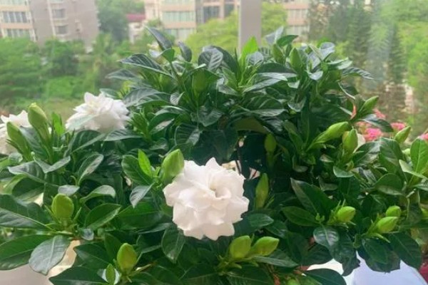 枙子花叶子黄了怎么处理,需正确浇水并合理施肥