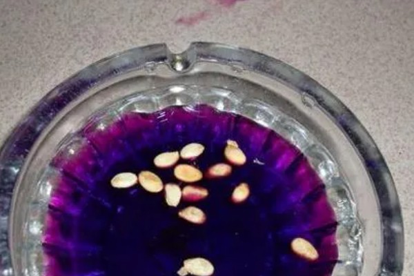 种子如何浸泡,可以用金霉素、温水等浸泡