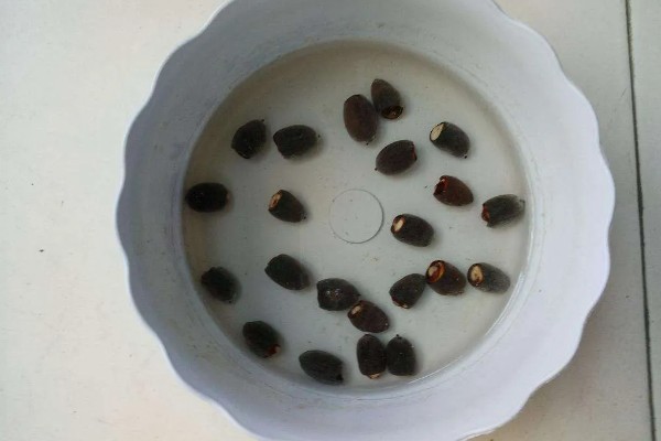 种子如何浸泡,可以用金霉素、温水等浸泡