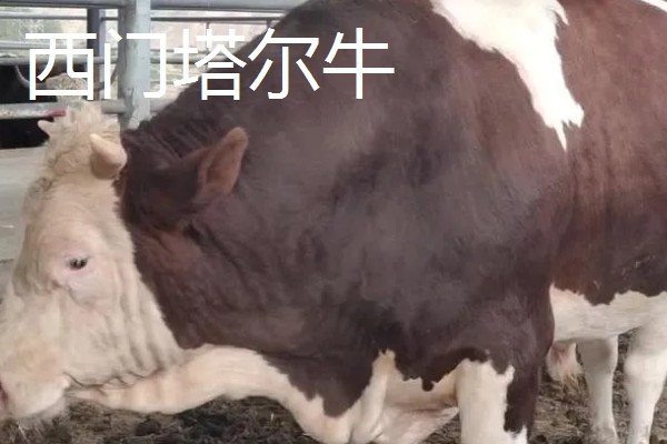 300多斤的牛犊一年能长多大,不同品种的生长速度有区别