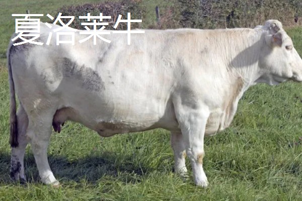 300多斤的牛犊一年能长多大,不同品种的生长速度有区别
